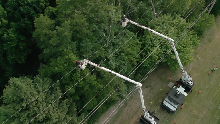 How Our Tree Care Process Works  in  Brookshire, TX